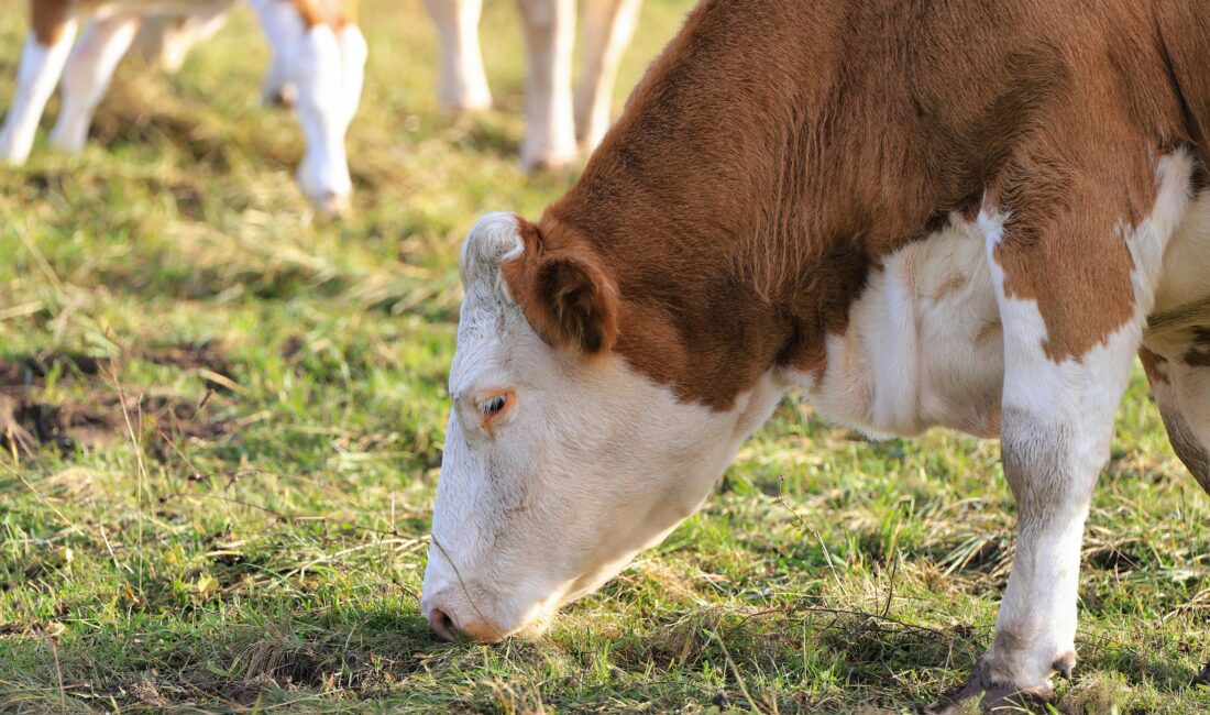 Tarım ve Orman Bakanlığı, hayvancılıkta verimliliği artırmak için destekleme sisteminde