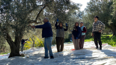 Bornova Belediyesi, artan maliyetler nedeniyle zeytinini bile toplamakta zorlanan üreticilere,