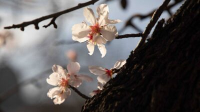 Halk takvimine göre baharın gelişini simgeleyen ve sırasıyla havayı, suyu