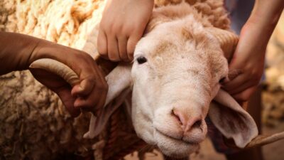 Kurban Bayramı için geri sayım başlarken hayvan pazarlarındaki hareketlilik de